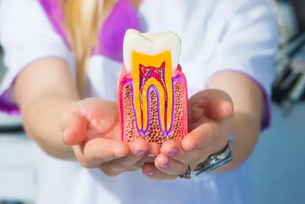 Featured image for “When Should I Go For A Root Canal Treatment?”